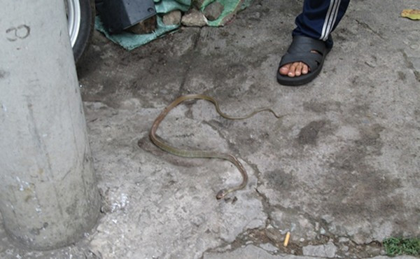 Đang lái xe, thót tim vì rắn hổ mây bò ra từ đầu xe máy