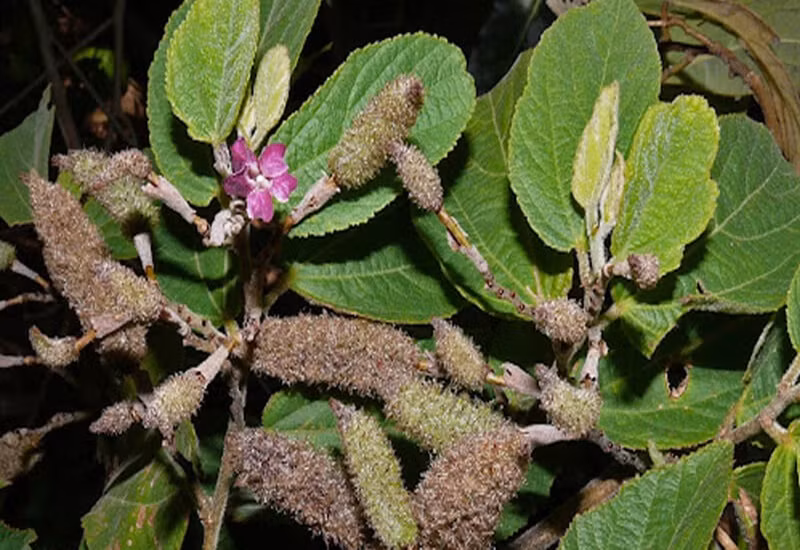 Cây An xoa được coi là khắc tinh của bệnh gan.