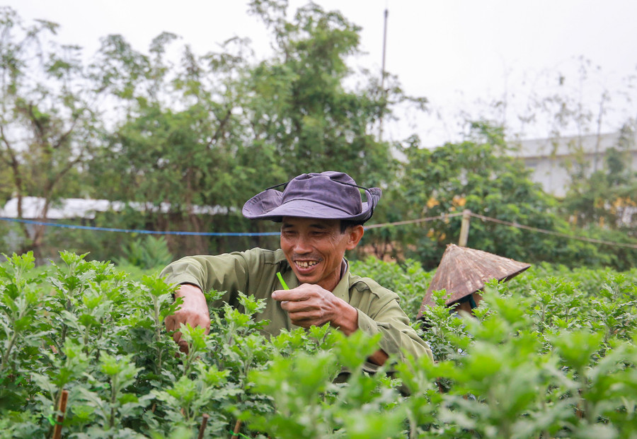 Bà con nông dân hi vọng năm nay thời tiết thuận lợi và kỳ vọng mùa hoa được bội thu. Bà con nông dân hi vọng năm nay thời tiết thuận lợi và kỳ vọng mùa hoa được bội thu.