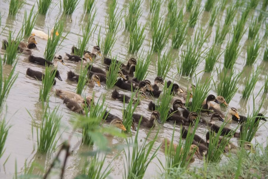 Trồng lúa và nuôi vịt đồng thời ở Nepal.