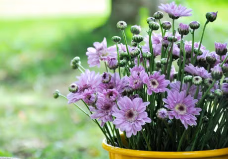 Ky thuat trong hoa cuc trong chau ra hoa no dung Tet - Anh 2