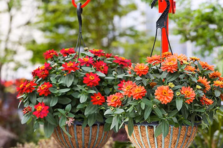 Kỹ thuật trồng hoa cúc trong chậu ra hoa nở đúng Tết