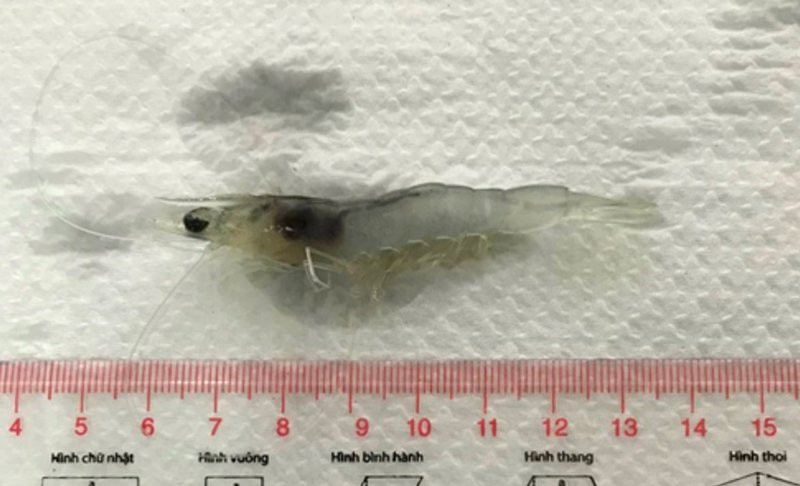 Tôm thẻ chân trắng thử nghiệm sạch bệnh, không sử dụng hóa chất, kháng sinh, vi sinh trong suốt quá trình nuôi. Tôm thẻ chân trắng thử nghiệm sạch bệnh, không sử dụng hóa chất, kháng sinh, vi sinh trong suốt quá trình nuôi.