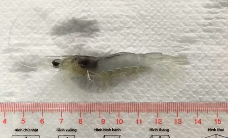 Tôm thẻ chân trắng thử nghiệm sạch bệnh, không sử dụng hóa chất, kháng sinh, vi sinh trong suốt quá trình nuôi.