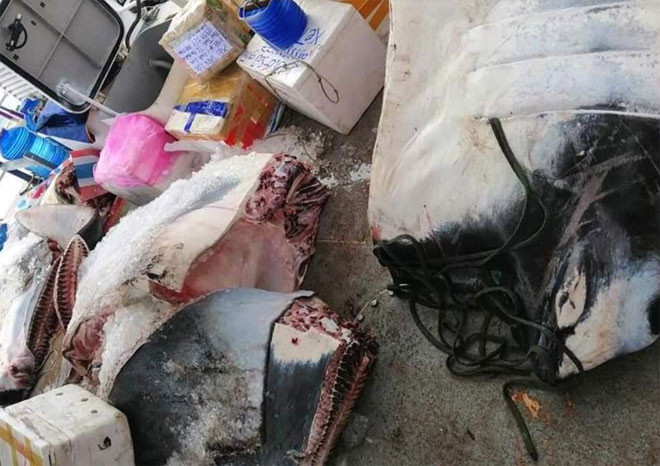 Ngay sau khi đưa cá lên bờ, ông H đã bán lại cho tư thương địa phương để xẻ thịt chuyển vào đất liền tiêu thụ. Ngay sau khi đưa cá lên bờ, ông H đã bán lại cho tư thương địa phương để xẻ thịt chuyển vào đất liền tiêu thụ.