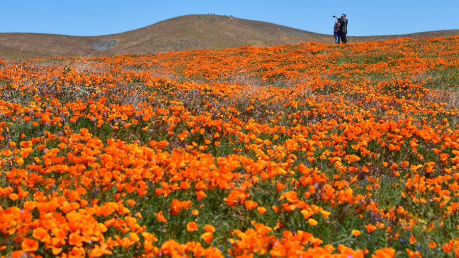 Hoa anh túc màu cam và các loài hoa dại khác trên khắp các ngọn đồi ở California vào tháng 4.