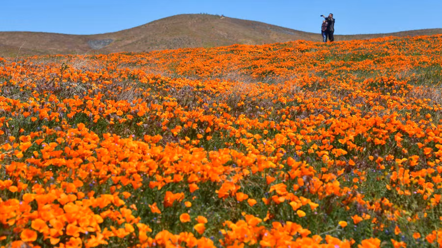 Hoa anh túc màu cam và các loài hoa dại khác trên khắp các ngọn đồi ở California vào tháng 4.
