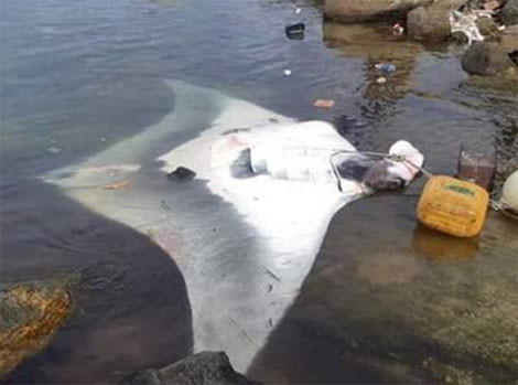 Cá đuối khủng nặng 600 kg sa lưới ngư dân. Cá đuối khủng nặng 600 kg sa lưới ngư dân.