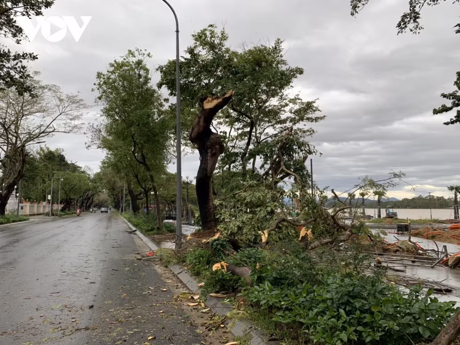 Cây đổ la liệt trên đường phố. Ảnh: VOV.