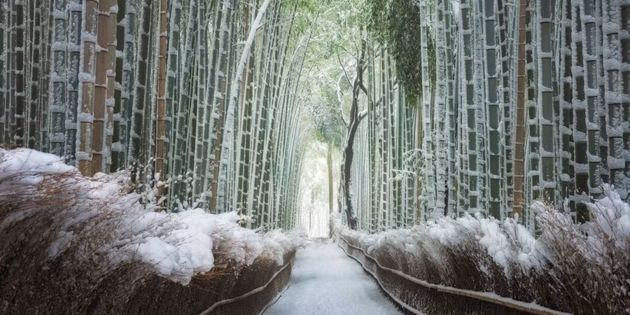 Rừng tre ở Kyoto, được chụp bởi Piriya Wongkongkathep, từ Thái Lan. Ảnh: Dailymail.