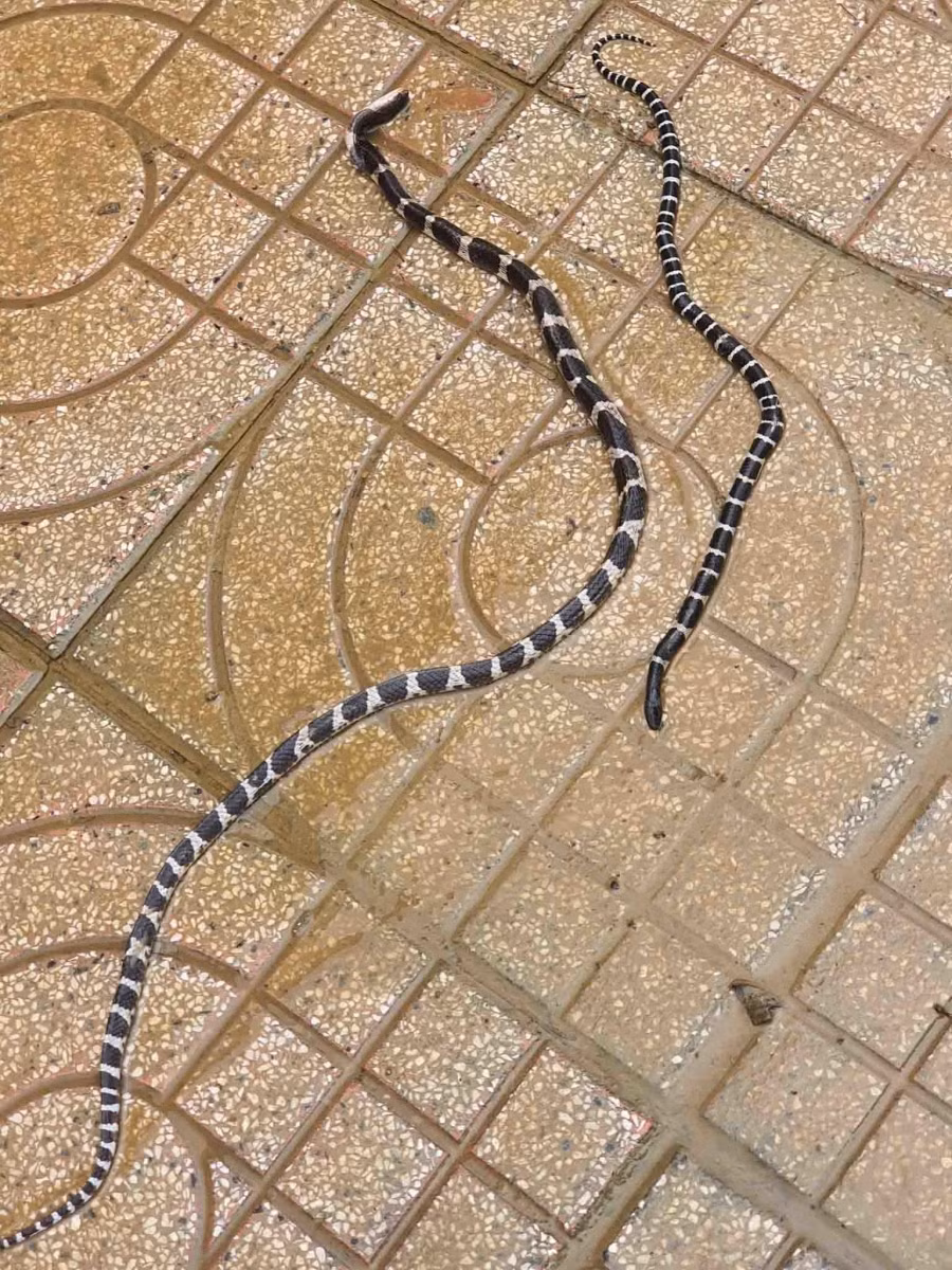 Các chuyên gia cũng cảnh báo sau lũ lụt nhiều điểm khi có nước rút thì bên cạnh việc dọn dẹp môi trường xung quanh, trong các khu vực nhà ở cần chú ý rắn, côn trùng, các loại bọ. Ảnh: VNN.