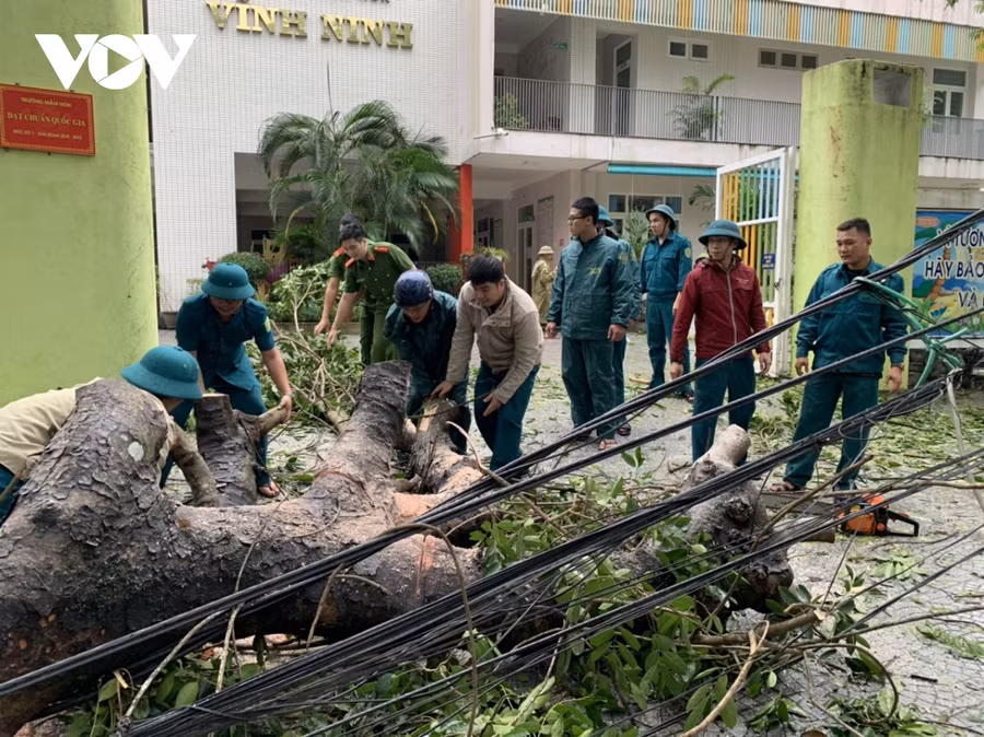 Các lực lượng tham gia dọn dẹp cây cối bật gốc do bão. Ảnh: VOV.