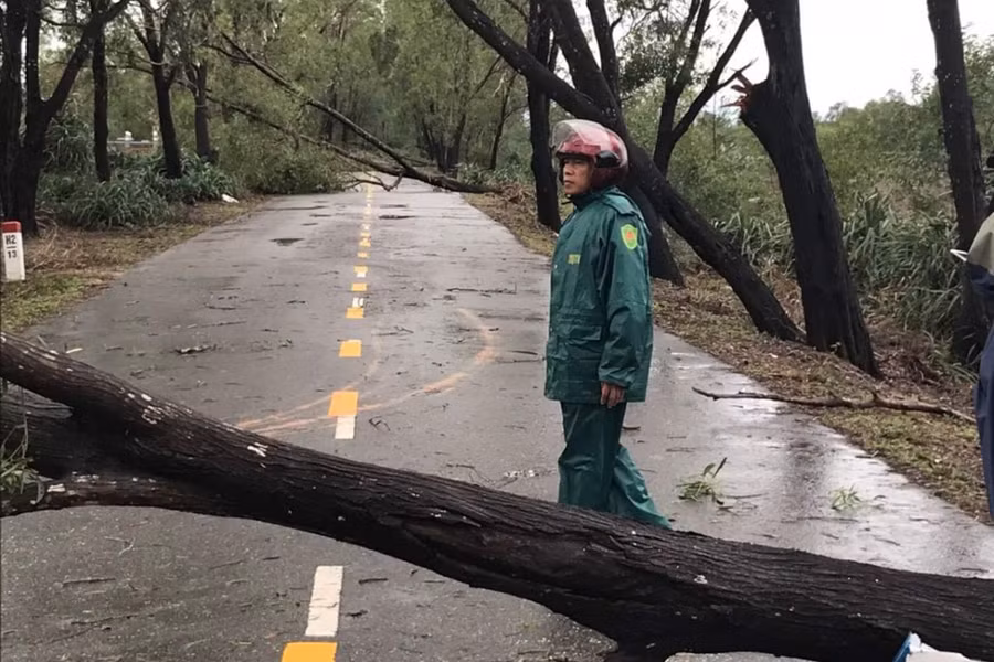 Cây xanh gãy đổ tại huyện Hải Lăng, tỉnh Quảng Trị. Ảnh: VOV.