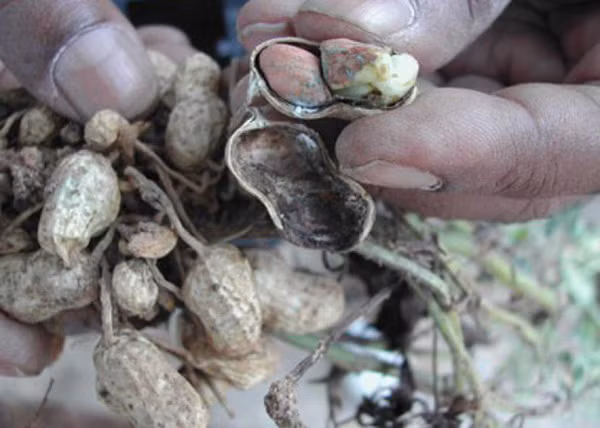 3 loại thực phẩm dẫn đầu nguy cơ gây ung thư 