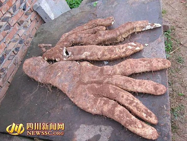 Nhổ được củ khoai mỡ “quái vật” nặng 14,6 kg