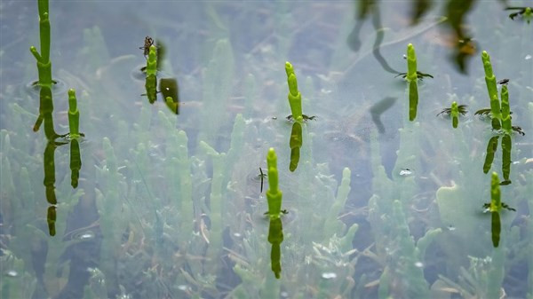Samphire sinh trưởng tốt trong điều kiện ngập mặn.