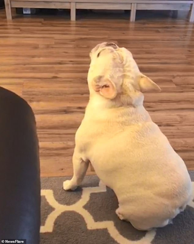 Hạt Điều thực sự..."tức giận".