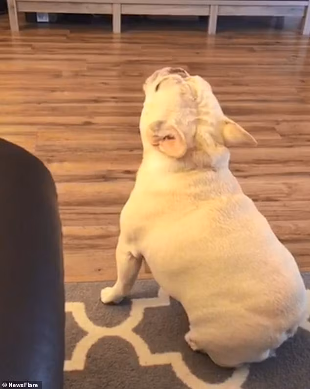 Hạt Điều thực sự..."tức giận".