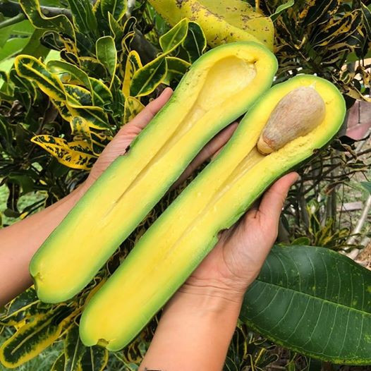 Hình ảnh được đăng tải trên mạng xã hội.