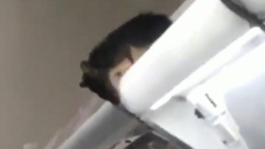 Nhiều con chuột chui vào khu vực bán thực phẩm.