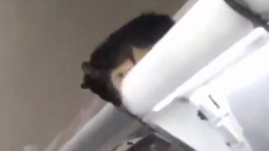 Nhiều con chuột chui vào khu vực bán thực phẩm.