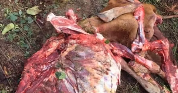 Trộm đã lọc lấy hết phần thịt, chỉ để lại bộ xương, da và chân cùng chú bê mới sinh (nguồn: Facebook). 