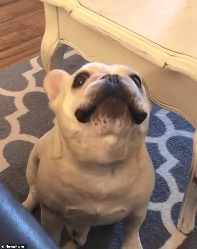 Gương mặt khẩn cầu xin thêm đồ ăn.