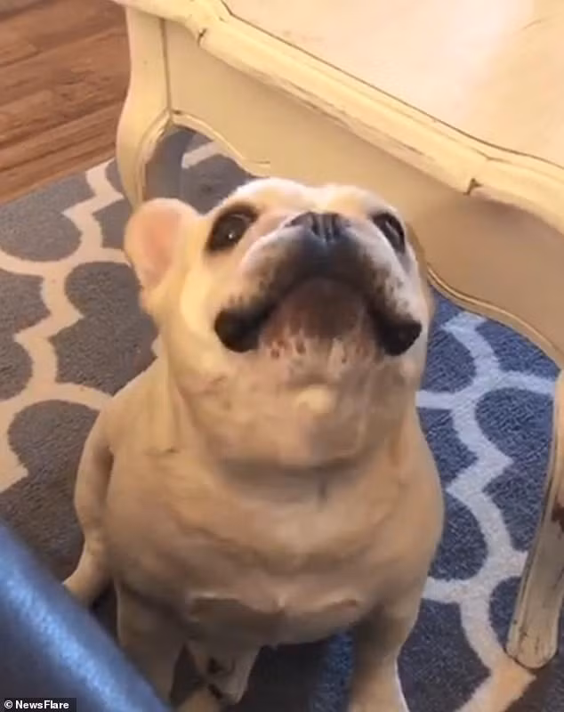 Gương mặt khẩn cầu xin thêm đồ ăn.