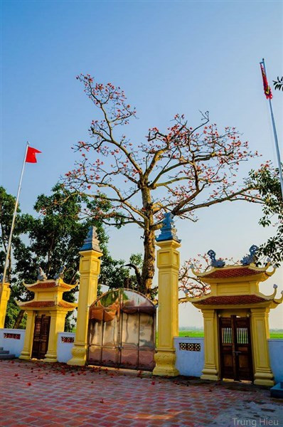 Cây gạo cổ thụ tại đình Lũng Xuyên – nơi lá cờ Đảng tung bay năm 1929.