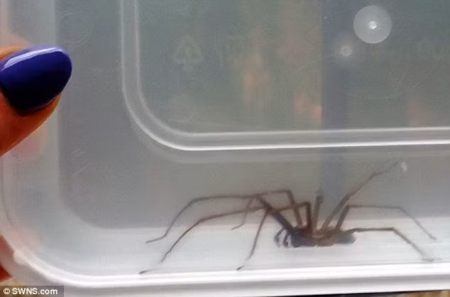 Hoảng hồn phát hiện con nhện to như con chuột trong nhà