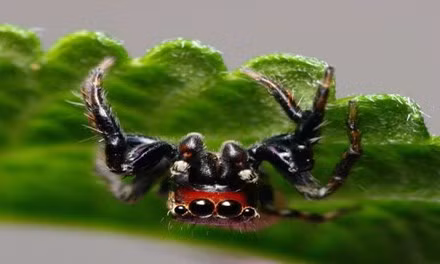 Nhện Evarcha culicivora là khắc tinh tự nhiên của muỗi gây bệnh sốt rét. Ảnh: Đại học Canterbury.