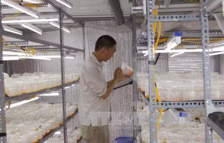 Dua mo hinh nuoi cay nam Dong trung ha thao len Lai Chau - Anh 1