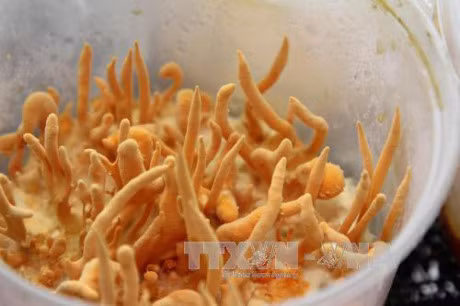 Dua mo hinh nuoi cay nam Dong trung ha thao len Lai Chau - Anh 2