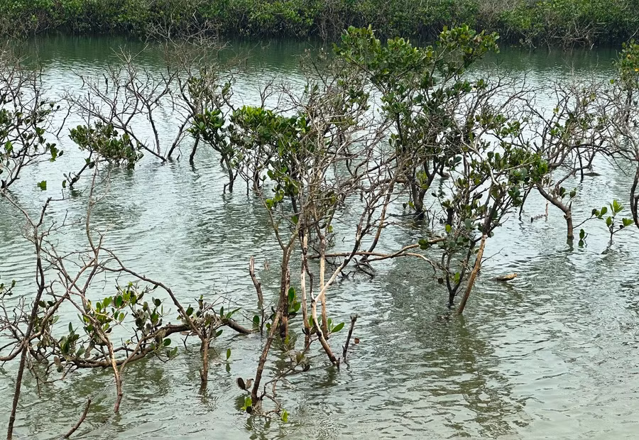 Nhiều vị trí ở rừng ngập mặn xuất hiện cây chết khô. Ảnh: Minh Cương