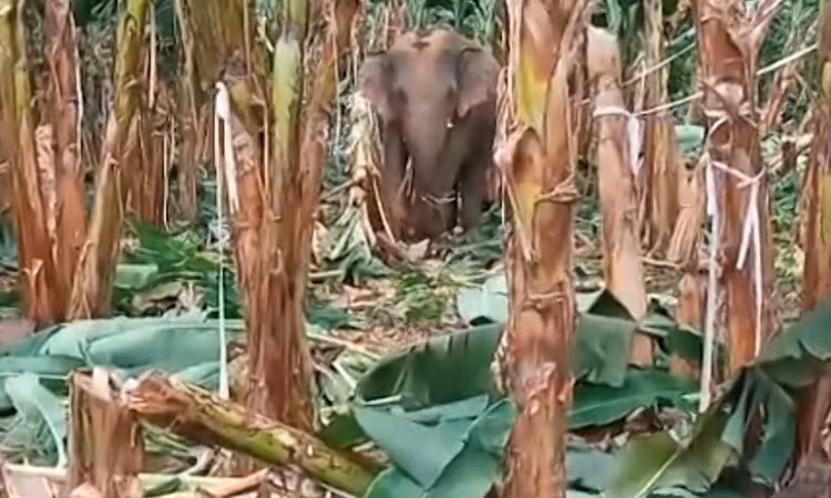 Voi rừng ở Đồng Nai phá vườn rẫy người dân phá ở huyện Định Quán hồi tháng 7. Video: Thanh Huyền.