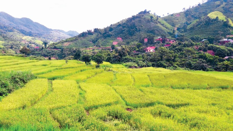 Ngày mới ở đất khó Nậm Pồ