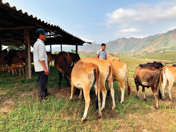 Nhiều mô hình chăn nuôi hình thành giúp đồng bào thoát nghèo bền vững Nhiều mô hình chăn nuôi hình thành giúp đồng bào thoát nghèo bền vững