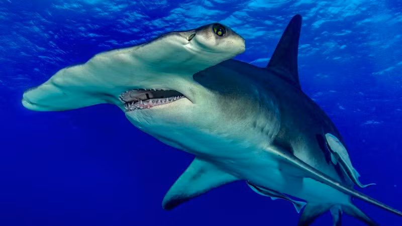 Hùm xám ở các vùng biển