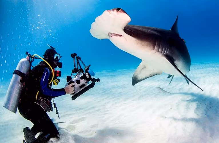 Hùm xám ở các vùng biển ảnh 2