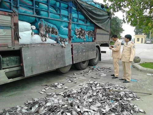 Hơn 20 tấn mực khô hôi thối đi xe tải về Hà Nội