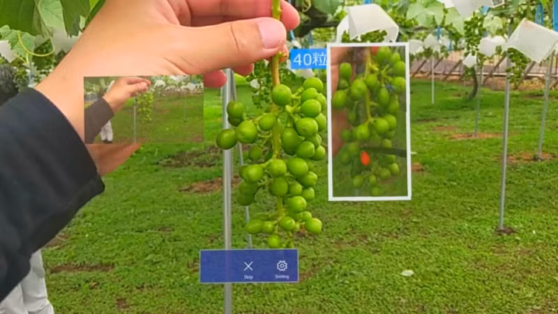 Sử dụng AI hỗ trợ sản xuất hoa quả