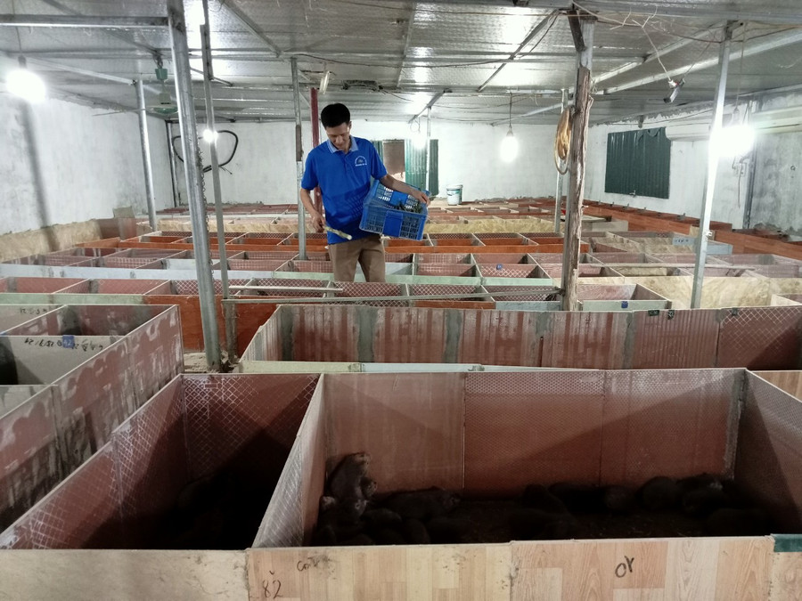 Thầy Hạnh đang cho đàn dúi ăn mía.