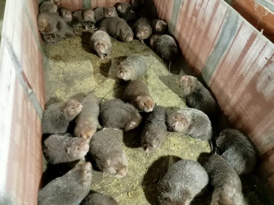 Nhờ cách chăm sóc tốt, đàn dúi của thầy Hạnh luôn béo tốt.