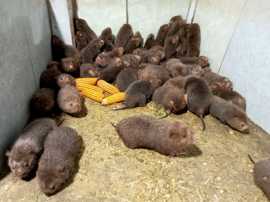 Dúi là vật nuôi ăn tạp nên chi phí chăn nuôi không cao như 1 số loại vật khác.