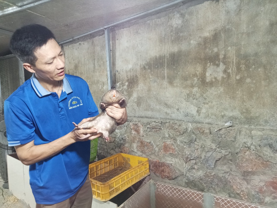 Thầy Hạnh đang kiểm tra sức khoẻ cho dúi.