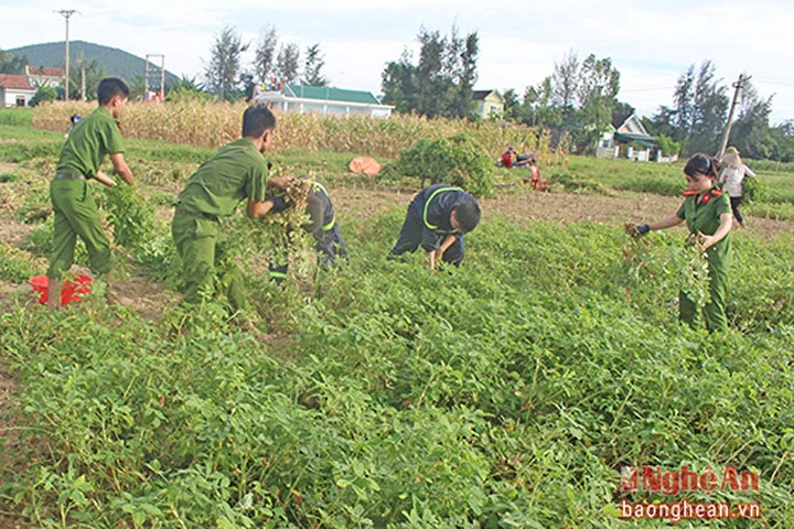 Nghệ An: Cảnh sát phòng cháy giúp dân thu hoạch lạc