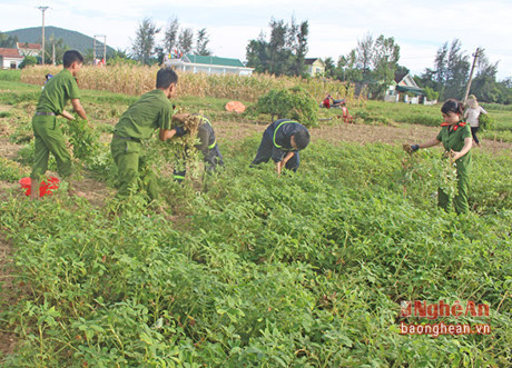Nghệ An: Cảnh sát phòng cháy giúp dân thu hoạch lạc - Ảnh 1 Nghe An: Canh sat phong chay giup dan thu hoach lac - Anh 1