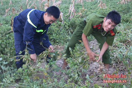 Nghệ An: Cảnh sát phòng cháy giúp dân thu hoạch lạc - Ảnh 2 Nghe An: Canh sat phong chay giup dan thu hoach lac - Anh 2