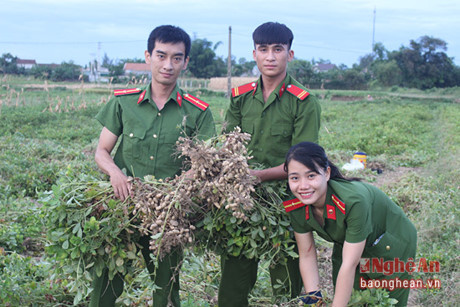 Nghệ An: Cảnh sát phòng cháy giúp dân thu hoạch lạc - Ảnh 3 Nghe An: Canh sat phong chay giup dan thu hoach lac - Anh 3