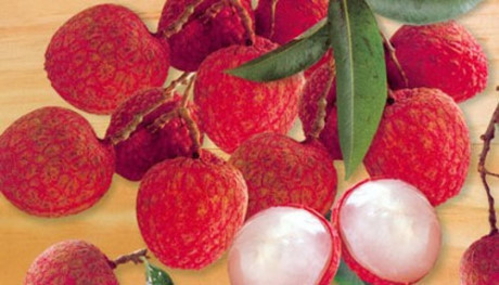 Ăn không đúng cách, vải thiều hóa An khong dung cach, vai thieu hoa